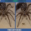 Spider Hidden Difference 5 spider hidden difference 1